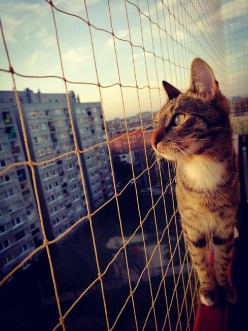 Siatka na balkon, na ptaki, siatka dla kota, gołębie, kolce