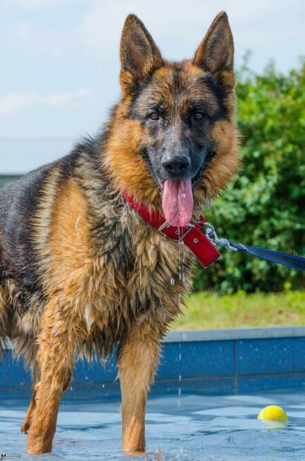 Wiktor - w typie Owczarek niemiecki; lubi się uczyć