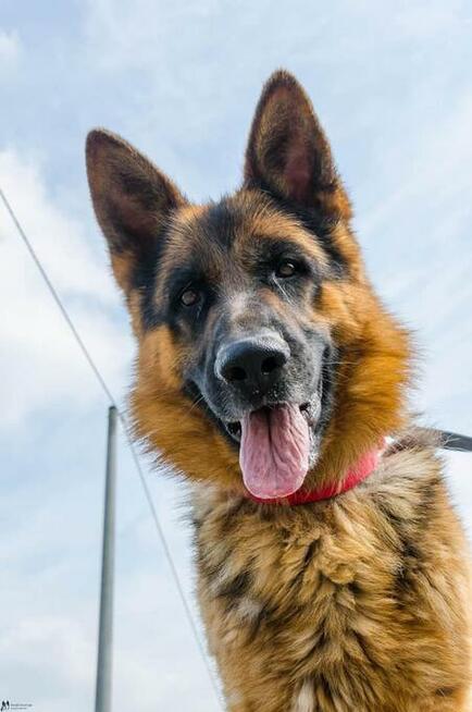 Wiktor - w typie Owczarek niemiecki; lubi się uczyć