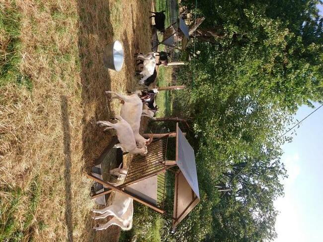 Agroturystyka Pokoje gościnne Noclegi - 730 450 496