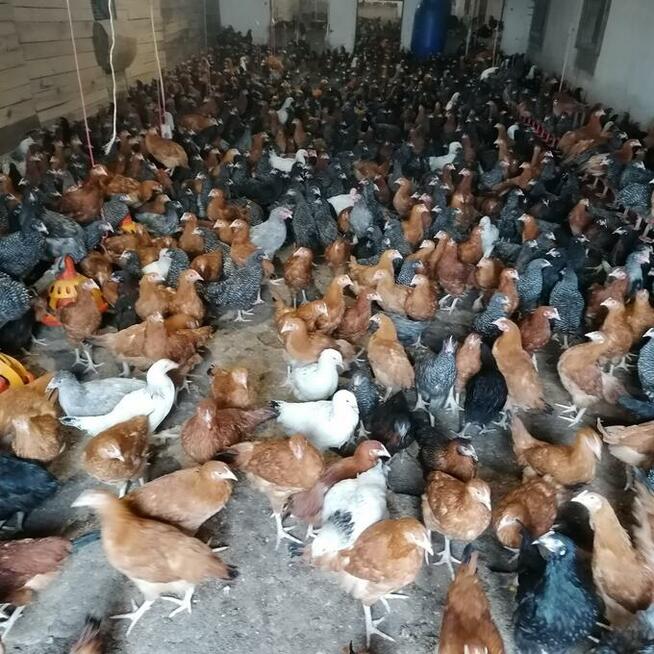 Kurki odchowane Rossa i Isa Tinted