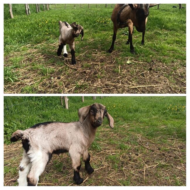 Agroturystyka Pokoje gościnne Noclegi - 730 450 496