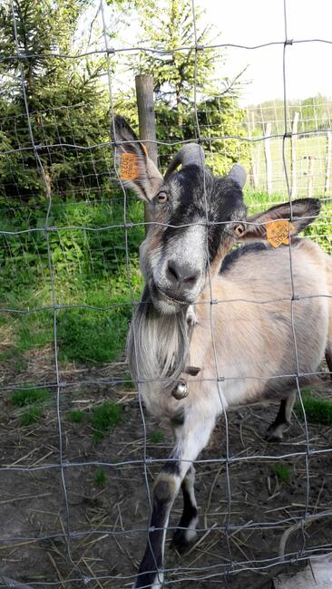 Agroturystyka Pokoje gościnne Noclegi - 730 450 496