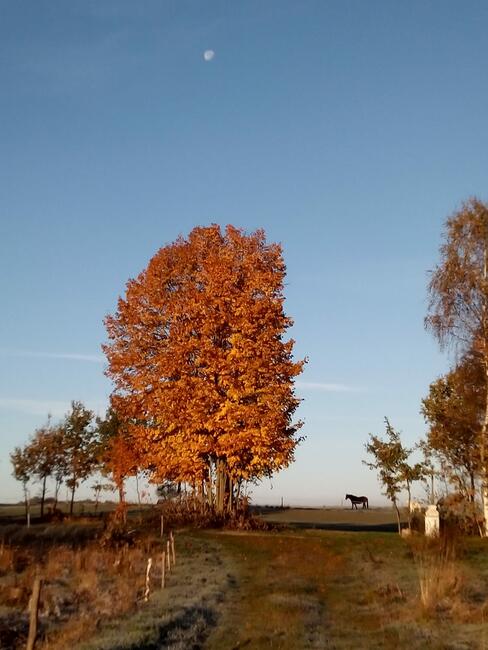 Agroturystyka Pokoje gościnne Noclegi - 730 450 496