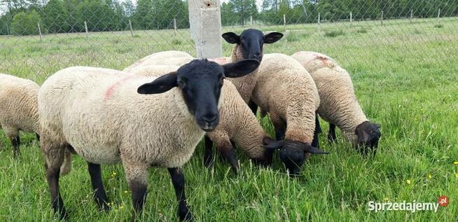 Agroturystyka Pokoje gościnne Noclegi - 730 450 496