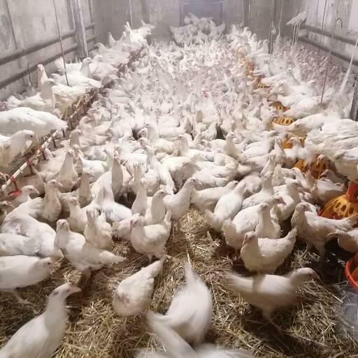 Kurki odchowane Rossa i Isa Tinted