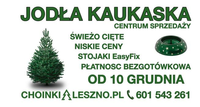 Jodła kaukaska Choinki Centrum Sprzedaży Leszno