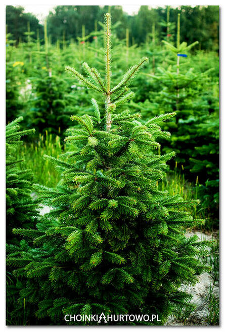 Jodła kaukaska Choinki Centrum Sprzedaży Leszno