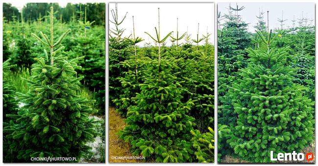 Jodła kaukaska Choinki Centrum Sprzedaży Leszno