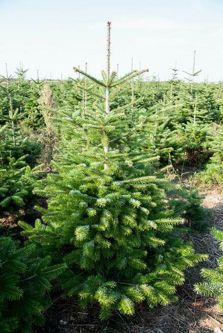 Jodła kaukaska Choinki Centrum Sprzedaży Leszno