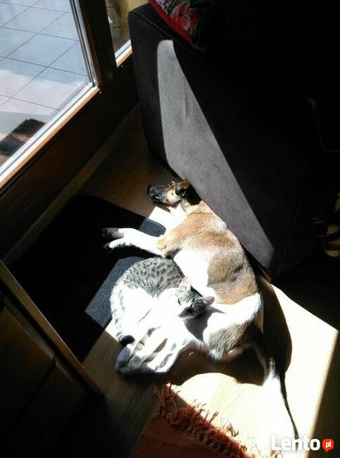 Szczenięta Foksteriera krótkowłosego ZKWP