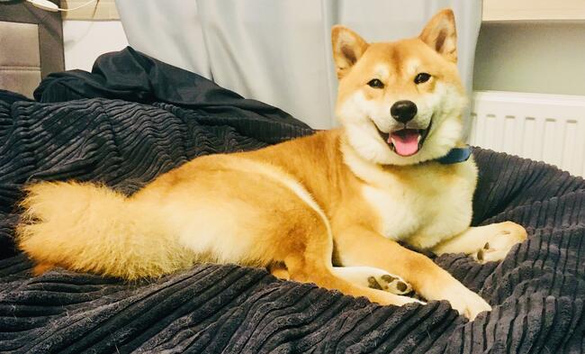 Shiba Inu Cudowne Szczeniaczki z hodowli