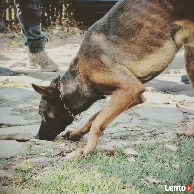 Szkolenia psów Nowy Sącz, Licencjonowany Transport Zwierząt