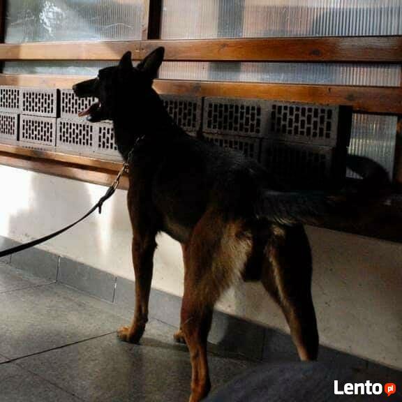 Szkolenia psów Nowy Sącz, Licencjonowany Transport Zwierząt