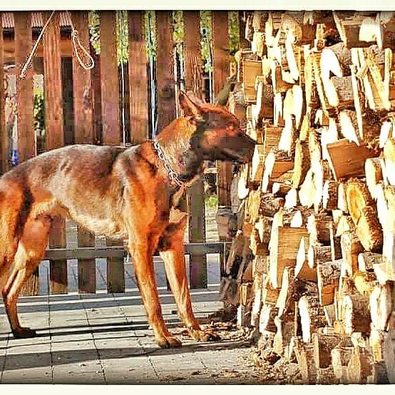 Szkolenia psów Nowy Sącz, Licencjonowany Transport Zwierząt