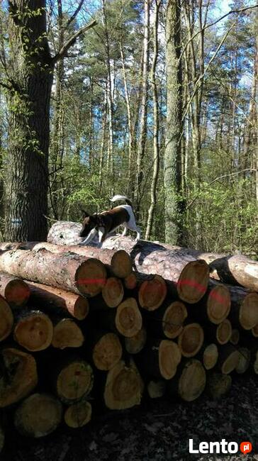 Szczenięta Foksteriera krótkowłosego ZKWP