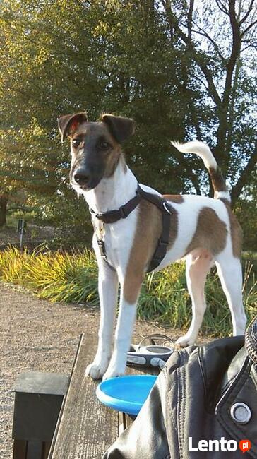 Szczenięta Foksteriera krótkowłosego ZKWP