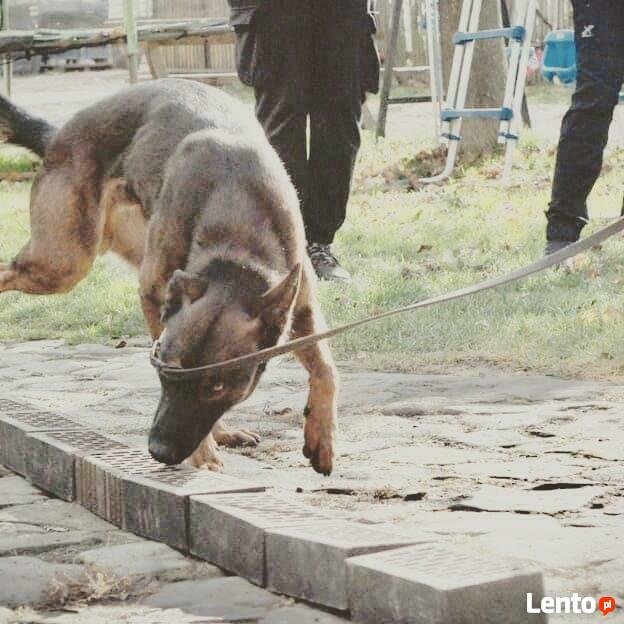 Szkolenia psów Nowy Sącz, Licencjonowany Transport Zwierząt