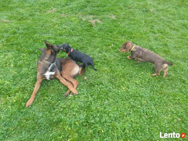 Szkolenia psów Nowy Sącz, Licencjonowany Transport Zwierząt