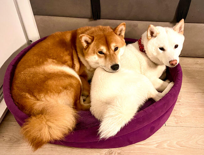 Shiba Inu Cudowne Szczeniaczki z hodowli