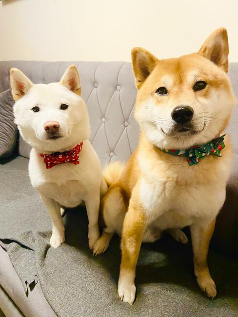 Shiba Inu Cudowne Szczeniaczki z hodowli