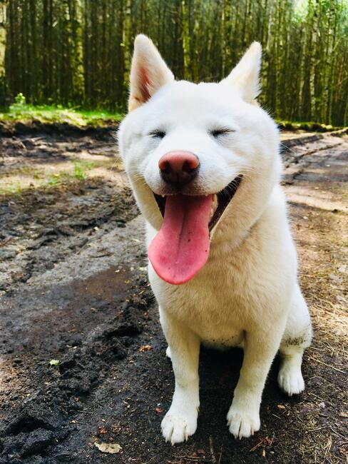 Shiba Inu Cudowne Szczeniaczki z hodowli
