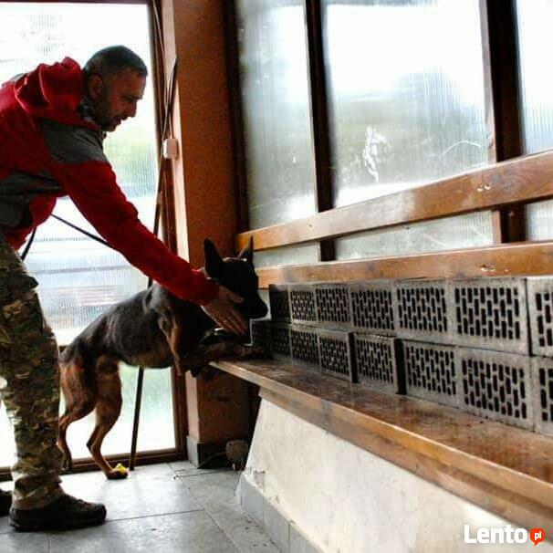 Szkolenia psów Nowy Sącz, Licencjonowany Transport Zwierząt