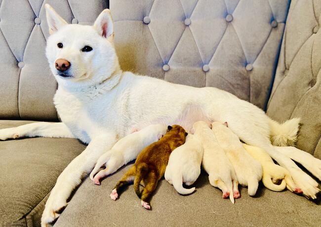 Shiba Inu Cudowne Szczeniaczki z hodowli