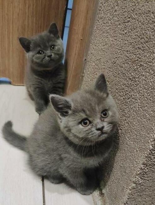 Hodowla Tygryskowo kotki Brytyjskie z rodowodem