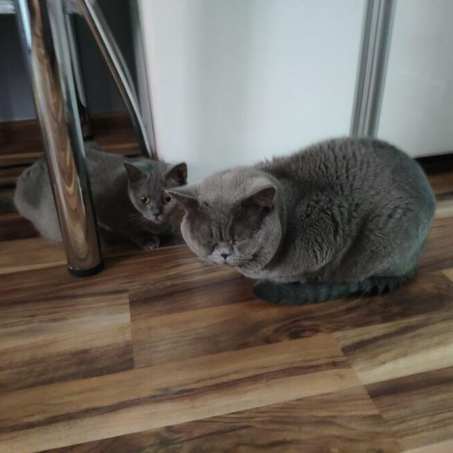 Hodowla Tygryskowo kotki Brytyjskie z rodowodem