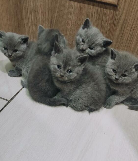 Hodowla Tygryskowo kotki Brytyjskie z rodowodem