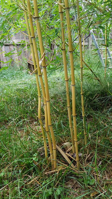 bambus zimoodporny