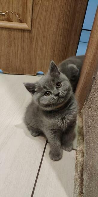 Hodowla Tygryskowo kotki Brytyjskie z rodowodem