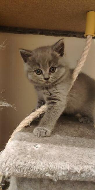 Hodowla Tygryskowo kotki Brytyjskie z rodowodem