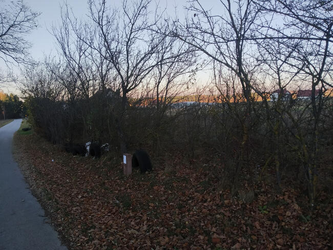 Zajączków - piękna działka