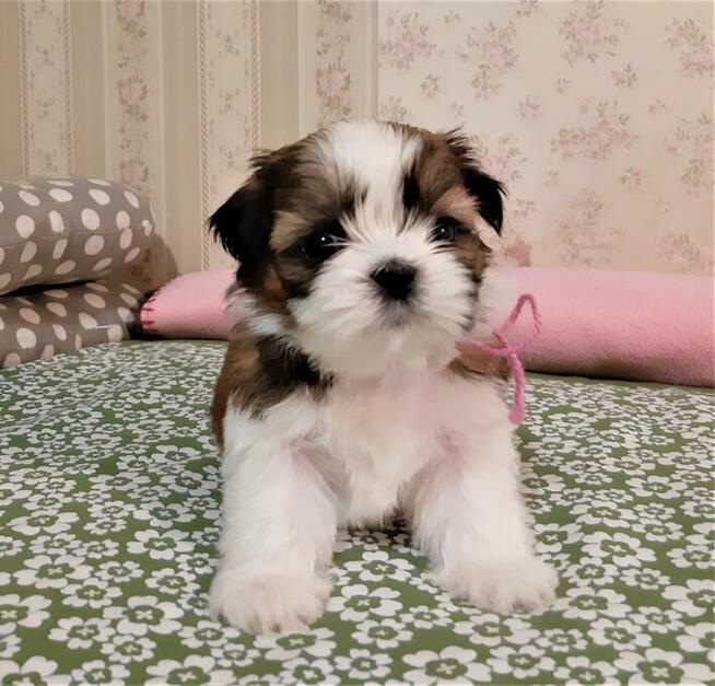 Shih Tzu szczeniaczki z rodowodem ZKwP(FCI) Olsztyn