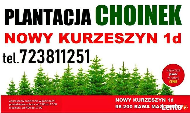 Świerk Pospolity Zwykły SREBNY Choinka ŚWIERKI CHOINKI