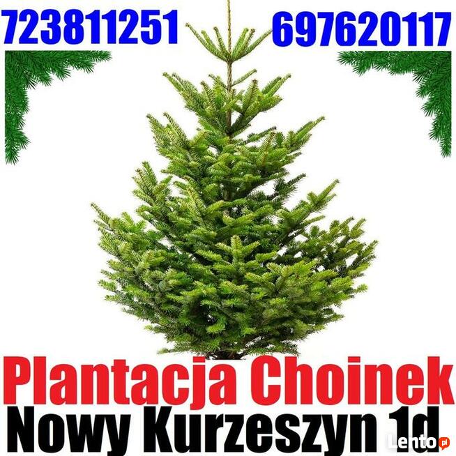 Świerk zielony pachnący srebrny CHOINKA żywa ŚWIERKI CHOINKI