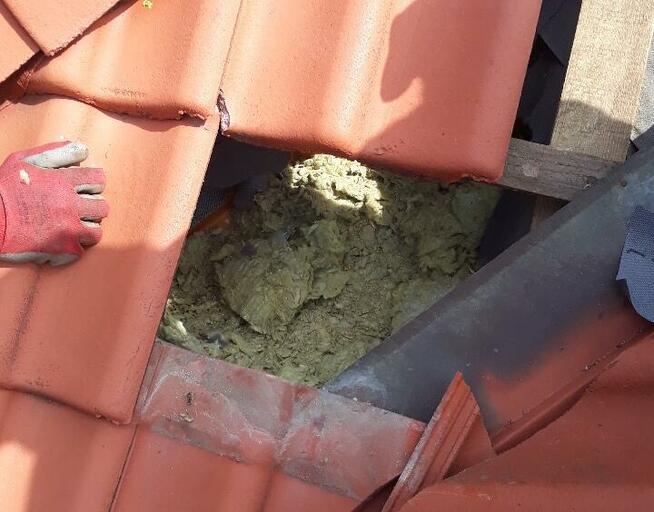 Odławianie kun łapanie kun naprawa szkód stalowa wola nisko