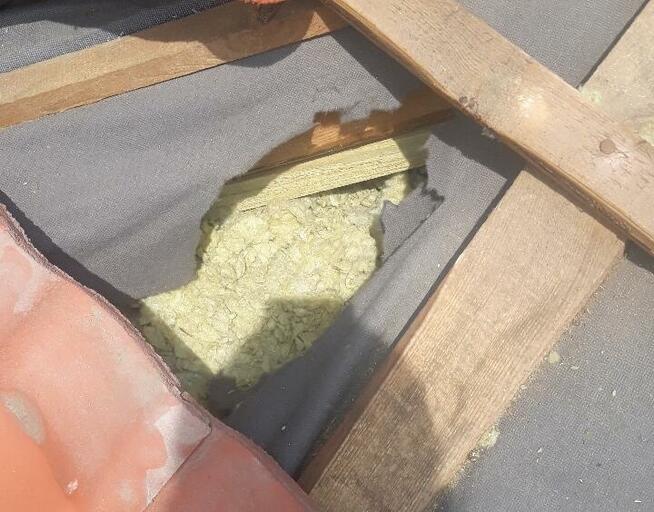 Odławianie kun łapanie kun naprawa szkód stalowa wola nisko