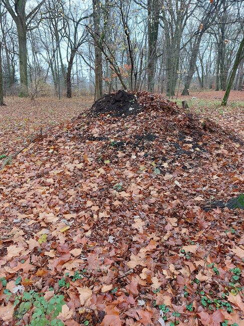 Kompost, torf z liści drzew parkowych