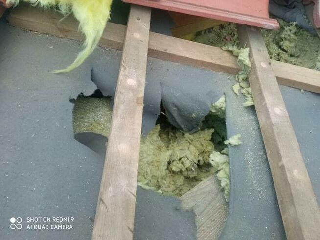 Odławianie kun łapanie kun naprawa szkód stalowa wola nisko