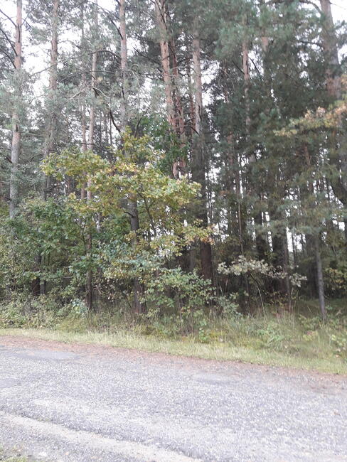 Sprzedam działkę leśną, Ogrodzieniec - Józefów