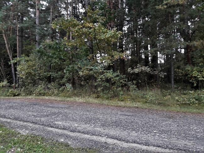 Sprzedam działkę leśną, Ogrodzieniec - Józefów