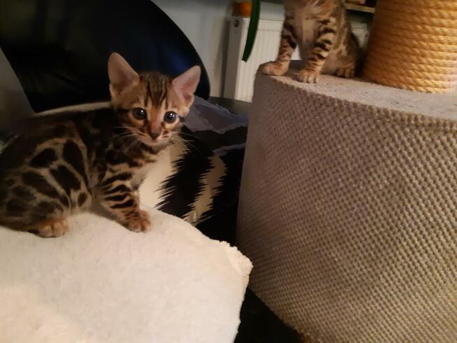 Bengalski Kot- są sliczne rozetowe kocięta - Hod. Kotów Beng