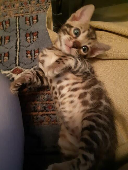 Bengalski Kot- są sliczne rozetowe kocięta - Hod. Kotów Beng