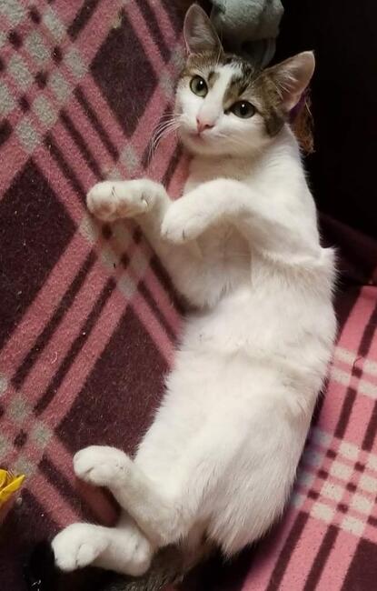 Kajtuś kochany ok. roczny kocurek Magda Lasko.