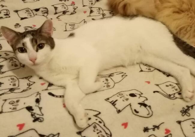 Kajtuś kochany ok. roczny kocurek Magda Lasko.