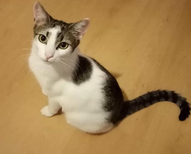 Kajtuś kochany ok. roczny kocurek Magda Lasko.