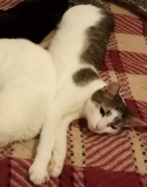 Kajtuś kochany ok. roczny kocurek Magda Lasko.